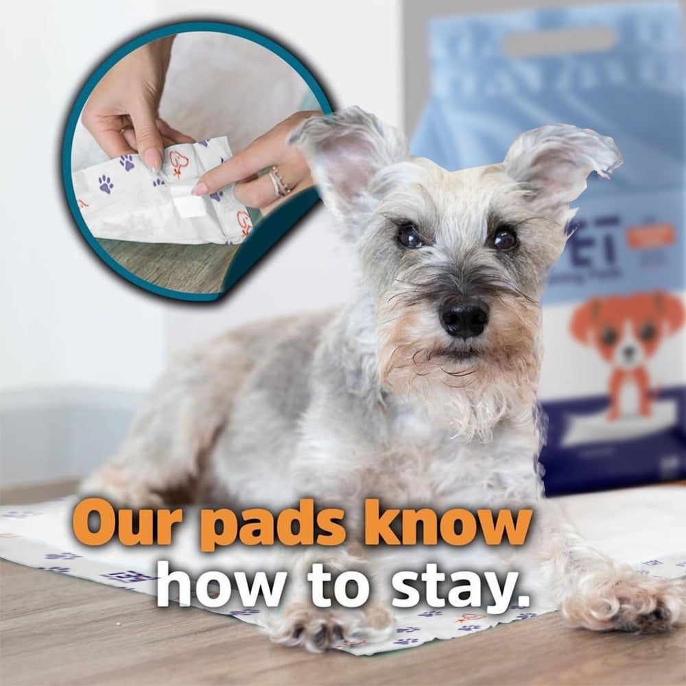 iPET Training Pads Bundle – 3 Packs × 10 Pieces | مفارش تدريب بشرائط لاصقة